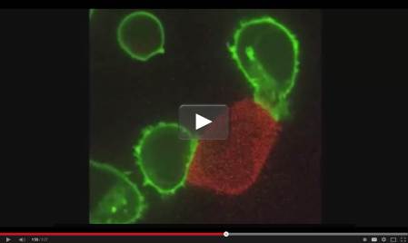 Cytotoxic T Cell Video screencapture