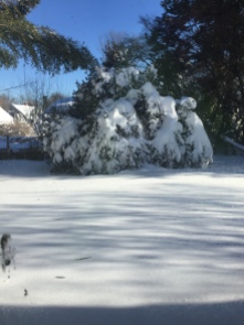 My backyard, over 2ft of snow!